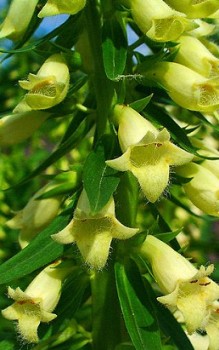 Gelber Fingerhut - stark giftig sollte nur mit Handschuhen angefasst werden Gartenstauden 