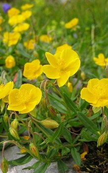 Gelbes Sonnenröschen braucht gut wasserdurchlässigen Boden Steingartenpflanzen 