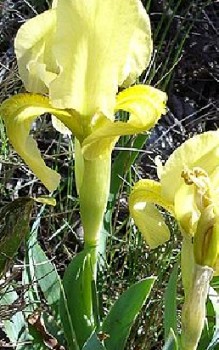 Gelbliche Schwertlilie Steingartenpflanzen 