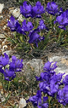 Gelbliche Schwertlilie Steingartenpflanzen 