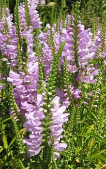 Gelenkblume Pflanzabstand zwischen den einzelnen Stauden sollet etwa 30cm betragen Gartenstauden
