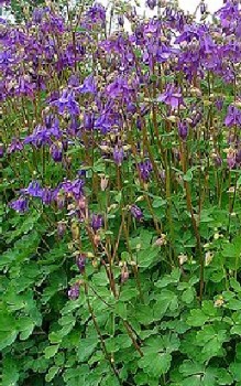 Gemeine Akelei - enthält auch diese Akelei ein schwach giftiges Nitrilgylkosid Gartenstauden 