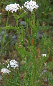 Gemeine Schafgarbe - enthält Bitterstoffe und andere medizinisch wertvolle Inhaltsstoffe Heilpflanzen