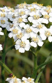 Gemeine Schafgarbe - enthält Bitterstoffe und andere medizinisch wertvolle Inhaltsstoffe Heilpflanzen