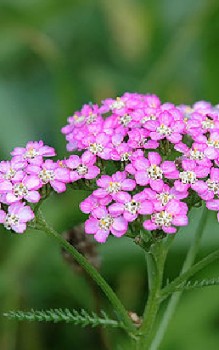Gemeine Schafgarbe - enthält Bitterstoffe und andere medizinisch wertvolle Inhaltsstoffe Heilpflanzen 