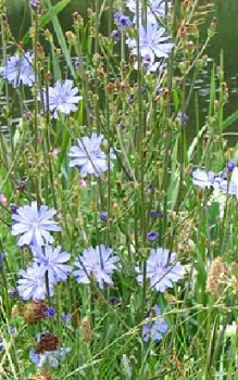 Gemeine Wegwarte Kräutergarten Pflanzen