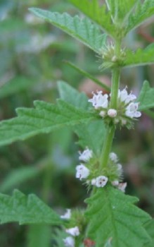 Gemeiner Wolfstrapp - blüht in der Zeit zwischen Juli und September Heilpflanzen 