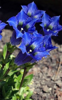 Gentiana dinarica Steingartenpflanzen 
