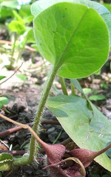 Geschwänzte Haselwurz brauchen einen halbschattigen bis schattigen Platz Gartenstauden 