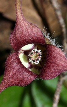 Geschwänzte Haselwurz brauchen einen halbschattigen bis schattigen Platz Gartenstauden 