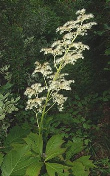 Gestieltblättriges Schaublatt abgeblühte Stängel sollten im Herbst amBoden zurück geschnitten werden Gartenstauden