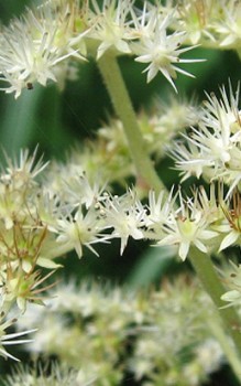 Gestieltblättriges Schaublatt abgeblühte Stängel sollten im Herbst amBoden zurück geschnitten werden Gartenstauden
