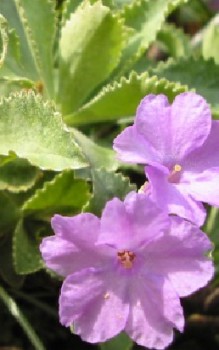 Gewelltrandige Primel Steingartenpflanzen 