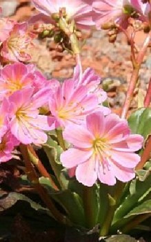 Gewöhnliche Bitterwurz - im Steingarten braucht das Porzellanröschen einen sonnigen Platz Steingartenpflanzen 