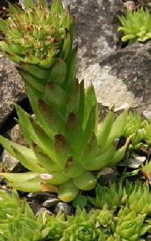 Gewöhnliche Fransen-Hauswurz Steingartenpflanzen