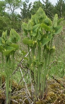 Gewöhnliche Osterluzei Osterluzeigewächse werden medizinisch genutzt Heilpflanzen