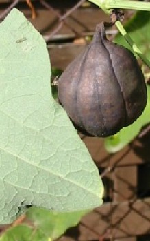 Gewöhnliche Osterluzei Osterluzeigewächse werden medizinisch genutzt Heilpflanzen 