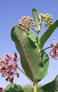 Gewöhnliche Seidenpflanze Steingartenpflanzen 