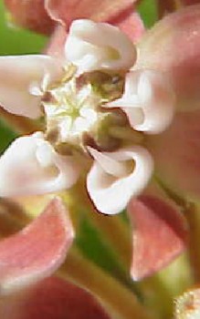 Gewöhnliche Seidenpflanze Steingartenpflanzen 