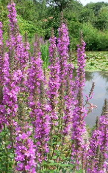 Gewöhnlicher Blutweiderich - enthält einige medizinisch wirksame Inhaltsstoffe Wasserpflanzen