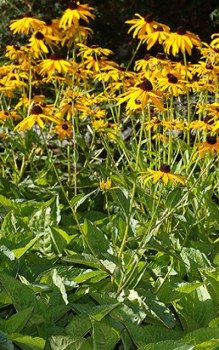 Gewöhnlicher Sonnenhut der Boden sollte trocken und gut wasserdurchlässig sein Gartenstauden 