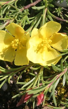 Gewöhnliches Nadelröschen braucht kalkhaltigen Boden im Steingarten Steingartenpflanzen 