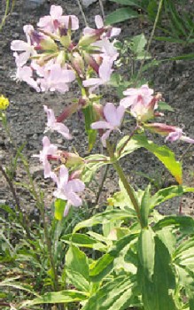 Gewöhnliches oder Echtes Seifenkraut Steingartenpflanzen 