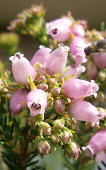 Gipfelblütige Heide Erica terminalis benötigt im Steingarten einen sonnigen Platz Steingartenpflanzen 