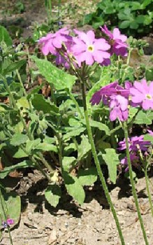 Glöckel-Primel Steingartenpflanzen 