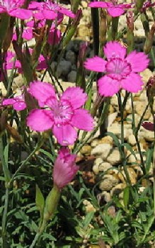 Gletschernelke Steingartenpflanzen 