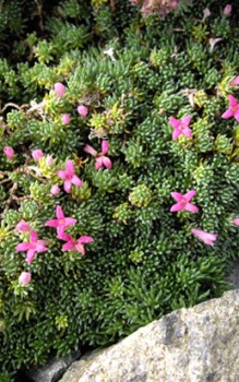 Glänzender Waldmeister - im April durch Teilung vegetativ vermehren Mauerbepflanzung 