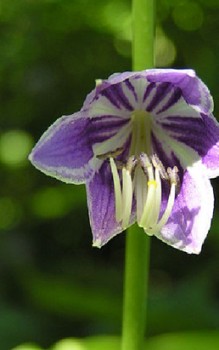 Glocken Funkie - diese Hosta-Art braucht einen Schutz vor Frost Gartenstauden 