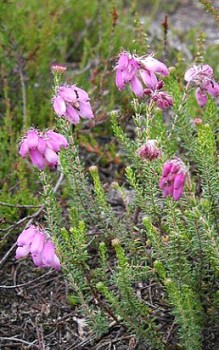 Glocken-Heide ist ein immergrüner, mehrjähriger Zwergstrauch Steingartenpflanzen