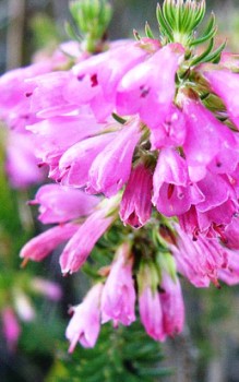 Erica gracilis – Glockenheide regelmäßig an den Spitzen kürzen Steingartenpflanzen 