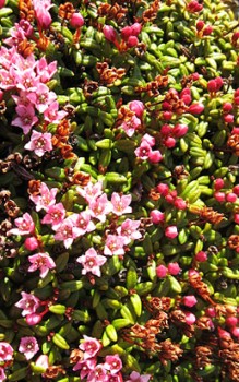 Gämsheide Vorsicht beim Handling der Pflanze im Garten Steingartenpflanzen
