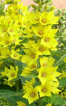 Goldfelberich - sehr gut für die Teichrand-Bepflanzung geeignet Gartenstauden