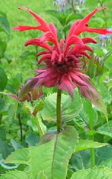 Goldmelisse Kräutergarten Pflanzen 