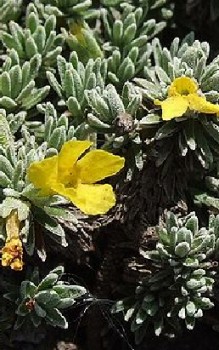 Goldprimel Steingartenpflanzen 