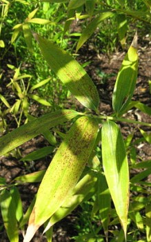 Goldrohrbambus - eignet er sich im Garten als Hecke oder Sichtschutz Gräser und Farne 