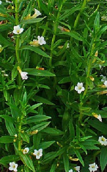 Gotteskraut Gnadenkraut - enthält medizinisch wirksame Inhaltsstoffe verschiedene ätherische Öle Heilpflanzen 