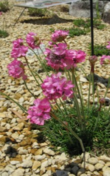 Grasnelken Steingartenpflanzen