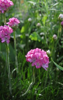 Grasnelken Steingartenpflanzen