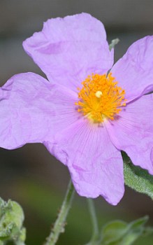 Graubehaarte Zistrose bereits in der Antike wurde Cistus incanus als Heilpflanze genutzt Steingartenpflanzen 