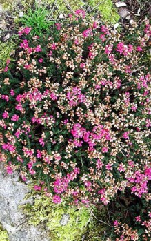 Graue Heide braucht im Garten einen sonnigen Platz Steingartenpflanzen