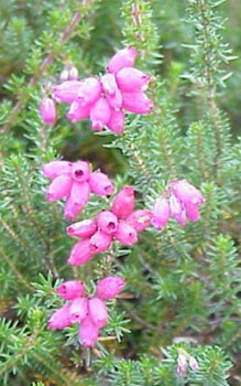 Graue Heide braucht im Garten einen sonnigen Platz Steingartenpflanzen 