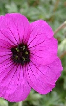 Grauer Storchschnabel Steingartenpflanzen 