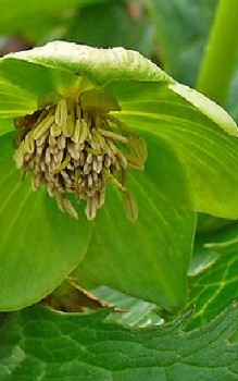 Grüner Nieswurz Steingartenpflanzen 