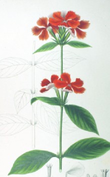 Großblütige Lichtnelke Steingartenpflanzen 