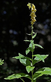 Großblütiger Fingerhut - Blütentraube nach der Erstblüte abschneiden Gartenstauden 
