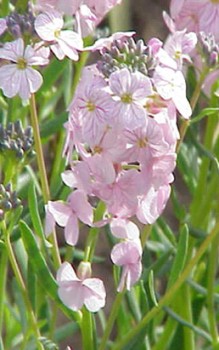 Großblütiges Steintäschel - benötigt im Winter einen Schutz vor Nässe Mauerbepflanzung 